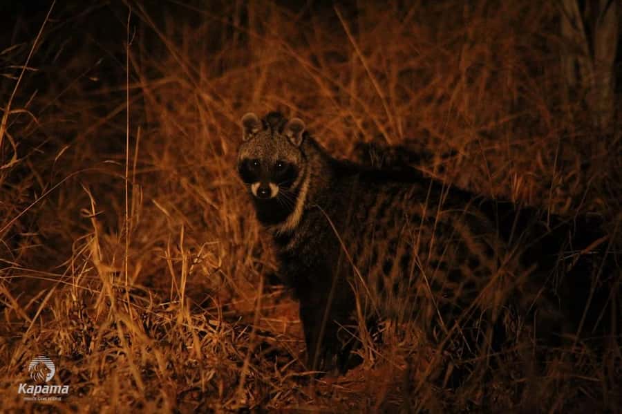 Zambezi Night Game Drive - Why a night drive feels different
