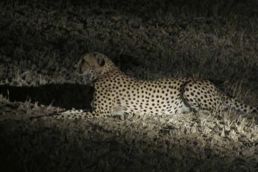 Zambezi Night Game Drive - Searching for lions, leopards, and hyenas