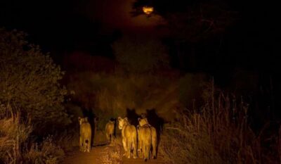 Zambezi Night Game Drive