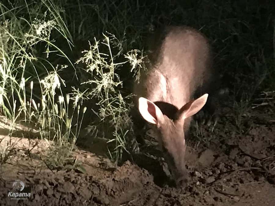Zambezi Night Game Drive - The bush dinner at the end