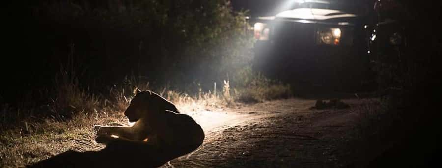 Zambezi Night Game Drive - Is $179 a fair price?