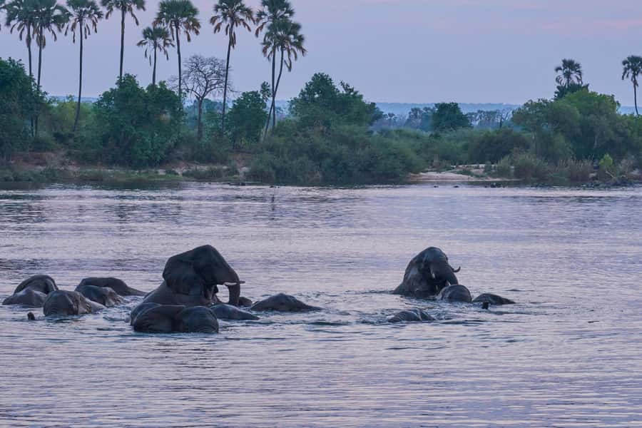 Zambezi River: Dinner Cruise - Key points at a glance