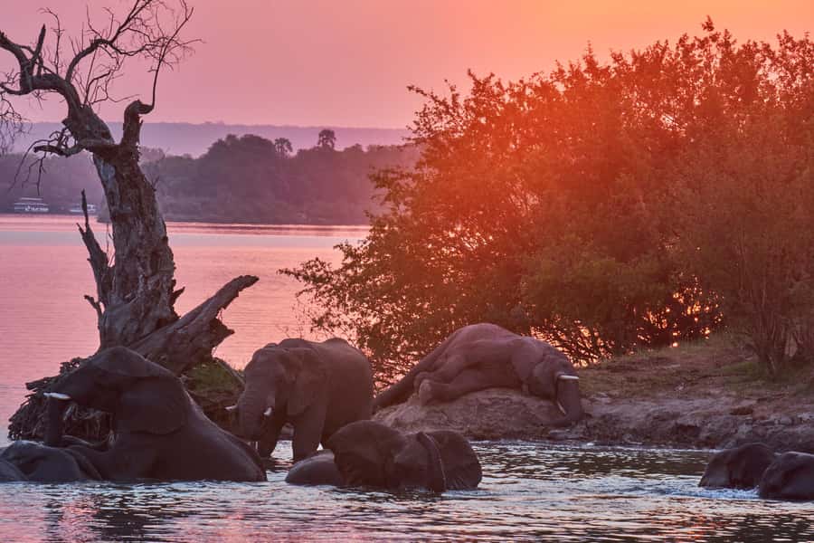 Zambezi River: Dinner Cruise - Why this Zambezi dinner cruise works so well