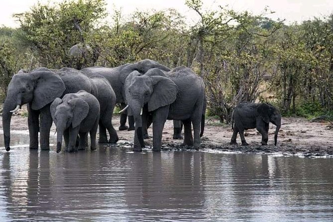 Zambezi Sundowner Cruise - What the guide adds to the cruise