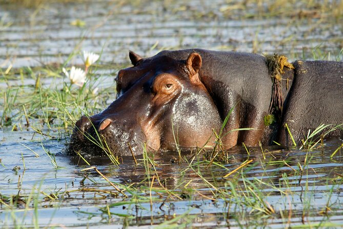 Zambezi Sunset Cruise – Wildlife, Drinks & Breathtaking Views - Who will enjoy this Zambezi cruise most?