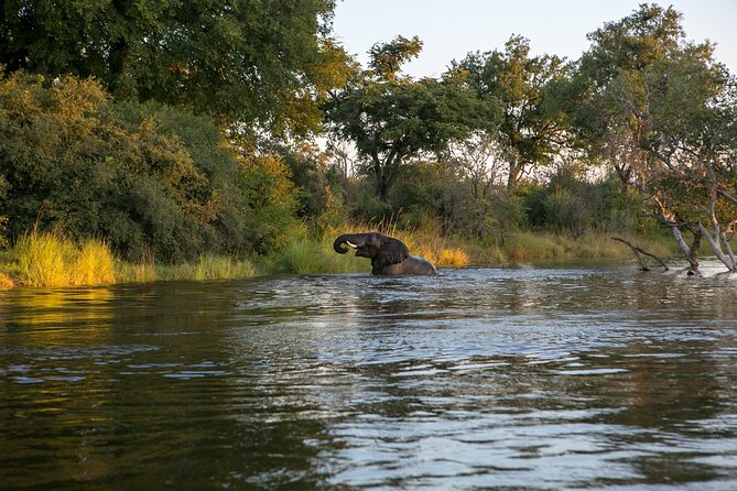 Zambezi Sunset Cruise – Wildlife, Drinks & Breathtaking Views - Wildlife along the Zambezi riverbanks