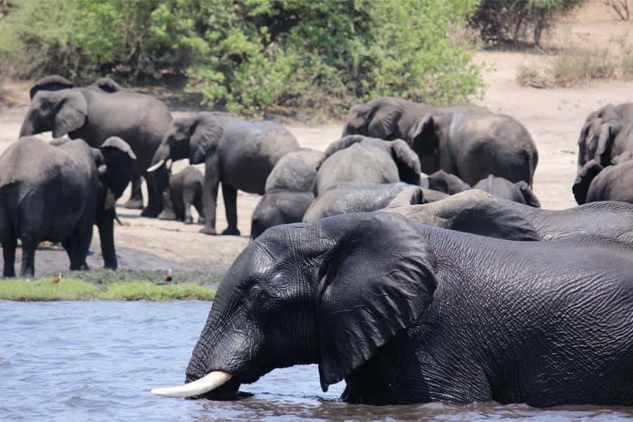 Zimbabwe: Victoria Falls Full-Day Package - A short stop at the souvenir market